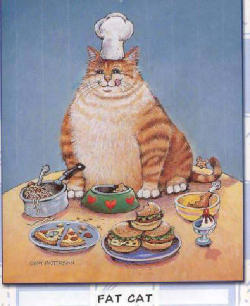 x-chat obese-humourenvrac